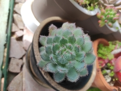 Echeveria setosa