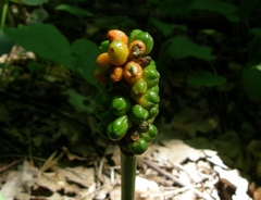 Arum besserianum