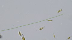 Oscillatoria redekei