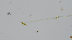 Oscillatoria redekei