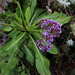 Limonium macrophyllum - Photo (c) Michael 2020, some rights reserved (CC BY-NC), uploaded by Michael 2020