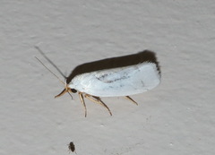 Xylorycta argentella