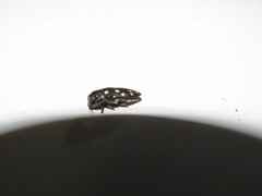 Diphucrania duodecimmaculata