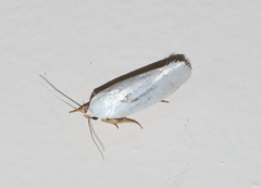 Xylorycta argentella