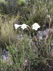Cyrtanthus leucanthus