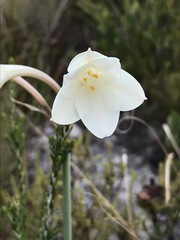 Cyrtanthus leucanthus