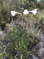Cyrtanthus leucanthus