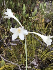 Cyrtanthus leucanthus