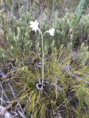 Cyrtanthus leucanthus
