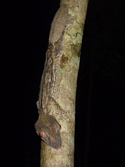 Uroplatus henkeli