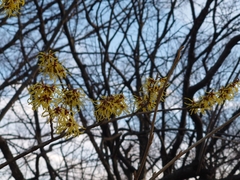Hamamelis japonica