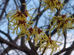 Hamamelis japonica
