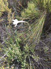 Cyrtanthus leucanthus