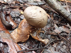 Myriostoma australianum