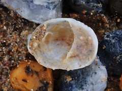 Bostrycapulus pritzkeri