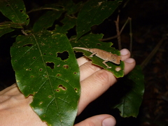 Brookesia stumpffi