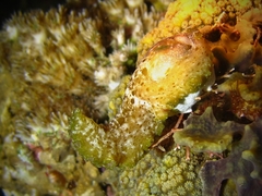 Pseudobiceros murinus