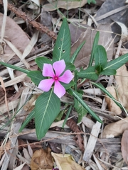 Catharanthus roseus