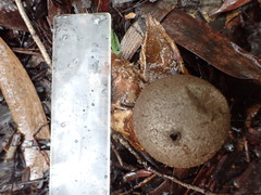 Myriostoma australianum