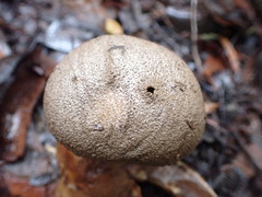 Myriostoma australianum