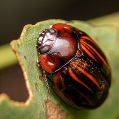 Paropsisterna semivittata