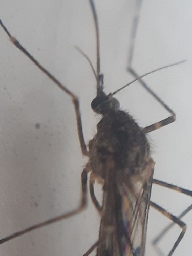 Photo of Banded house mosquito (Culiseta annulata)