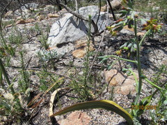 Codonorhiza micrantha