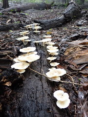 Lentinus squarrosulus