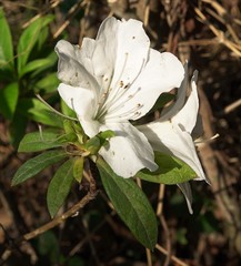 Rhododendron mucronatum