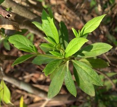Rhododendron mucronatum