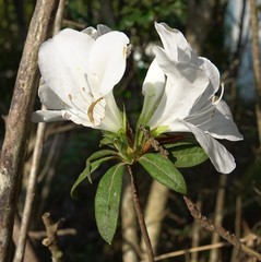 Rhododendron mucronatum