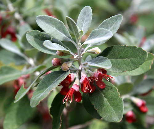 Teucrium heterophyllum image