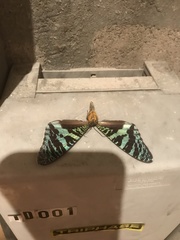 Chrysiridia rhipheus