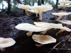 Lentinus squarrosulus