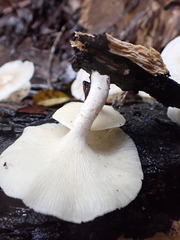 Lentinus squarrosulus