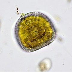 Campylodiscus clypeus