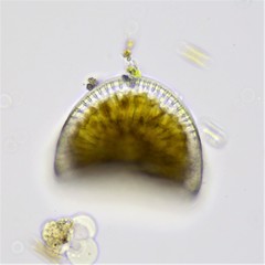 Campylodiscus clypeus