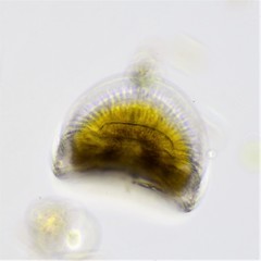 Campylodiscus clypeus