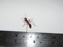 Myrmecia vindex