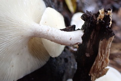 Lentinus squarrosulus