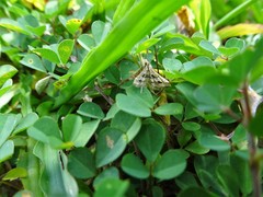 Diasemia accalis