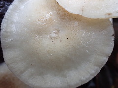 Lentinus squarrosulus