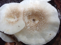Lentinus squarrosulus