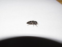 Diphucrania duodecimmaculata