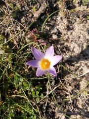 Romulea bulbocodium
