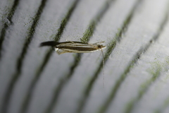 Erechthias stilbella