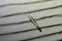 Erechthias stilbella