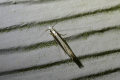 Erechthias stilbella