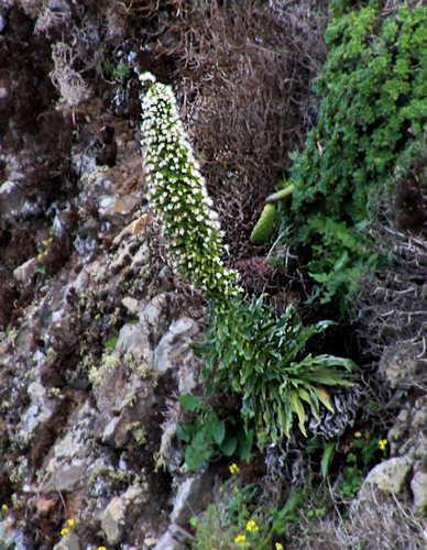 Echium simplex image