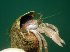Paguridae